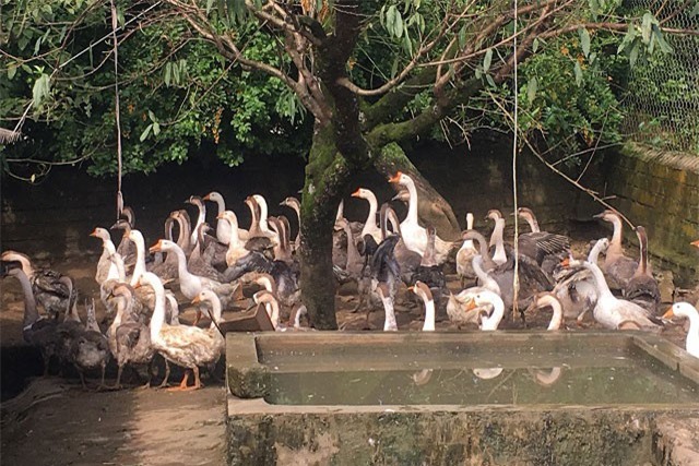 Nuôi con "cổ dài hung hăng" ở nơi heo hút, bán 120 ngàn đồng/kg