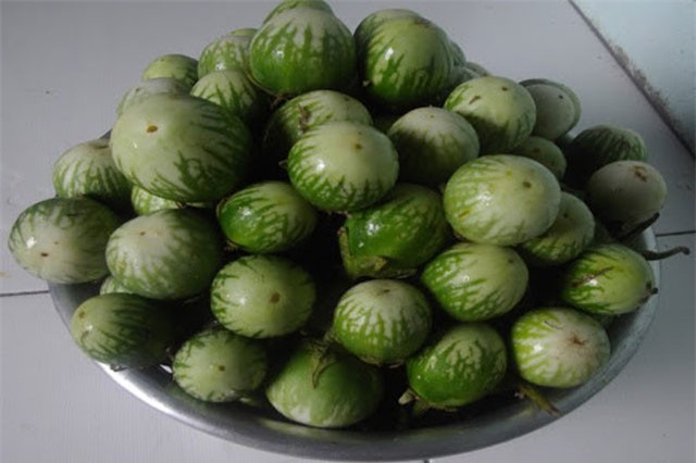 Điều ít ai biết về quả cà đắng đặc sản Tây Nguyên