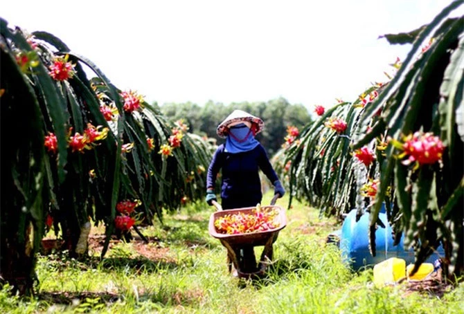 Giá thanh long giảm nghiêm trọng.