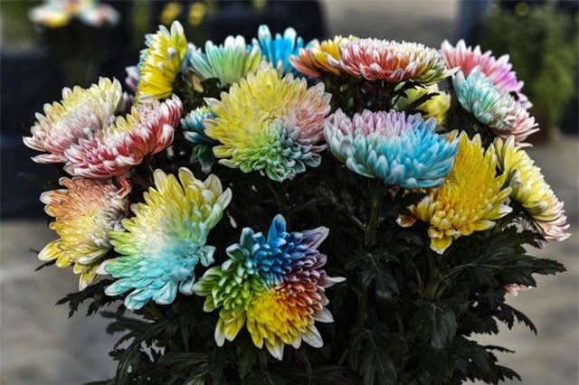 Loài hoa lạ khoe 7 sắc cầu vồng cực hiếm xuất hiện