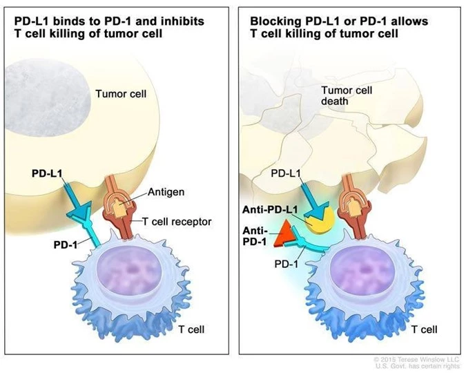 Tế bào miễn dịch (T cell) nhận “hối lộ” qua cặp tín hiệu PD-1 và PD-L1, im re “công nhận” tế bào ung thư là “người nhà” . Thuốc kháng PD-1 hoặc PD-L1 làm hệ miễn dịch nhận ra kẻ địch và vùng lên chiến đấu.