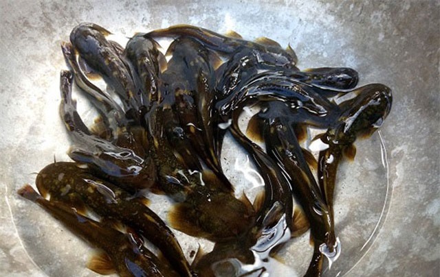 Vào sâu khe núi thẳm săn cá hiếm, đặc sản rừng ăn 1 lại muốn ăn 2