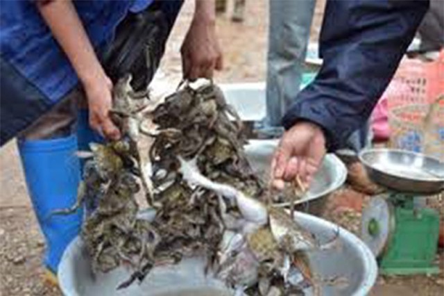 Câu ếch đồng mùa nước nổi, mỗi đêm bắt 5-10 ký, dư vài trăm ngàn