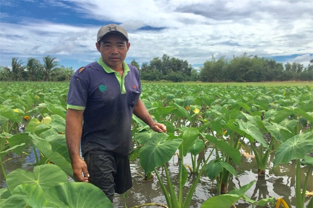 Trồng môn như cấy lúa, ngó lớn như thổi, đếm cọng tính tiền