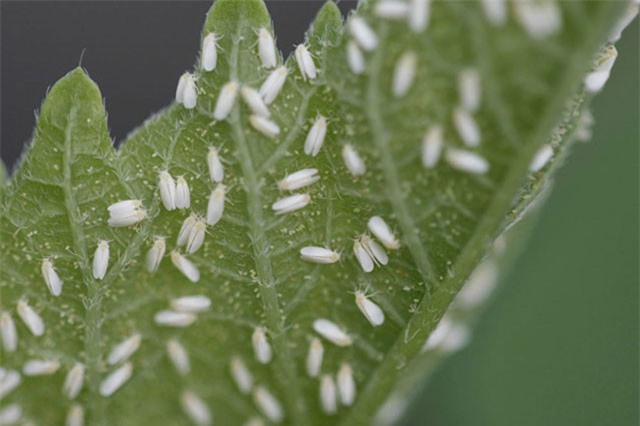 Kế hoạch đội quân côn trùng của Lầu Năm Góc