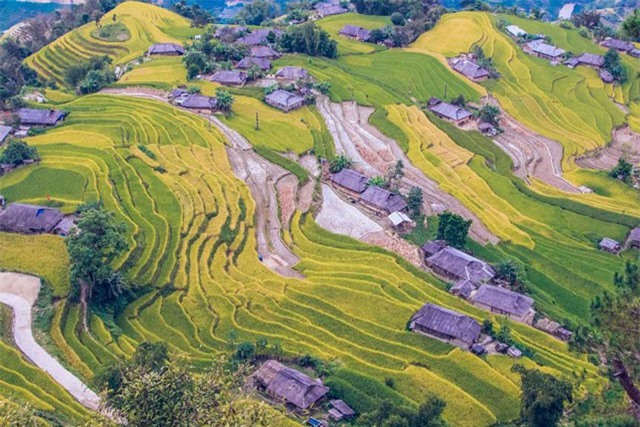 Ngỡ ngàng vẻ đẹp ruộng bậc thang Hoàng Su Phì mùa lúa chín