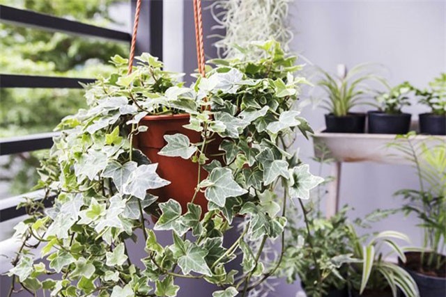 10 loại cây giúp không khí nhà bạn trong lành hơn