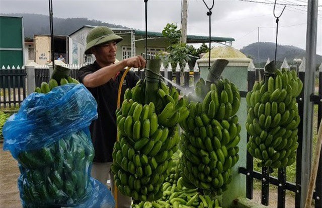 Trồng chuối Laba, nông dân Lâm Đồng thu lãi sòn sòn nửa tỷ/ha