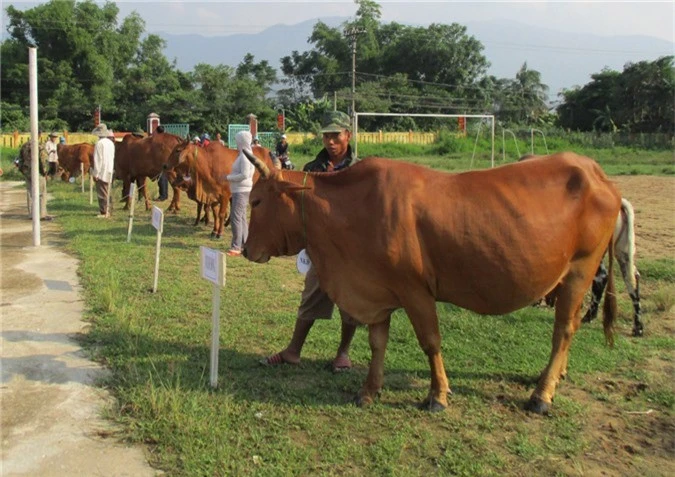 Ky la cuoc thi nhan sac danh cho bo o Quang Nam hinh anh 1