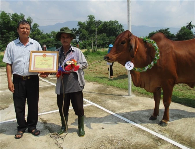 Ky la cuoc thi nhan sac danh cho bo o Quang Nam hinh anh 2