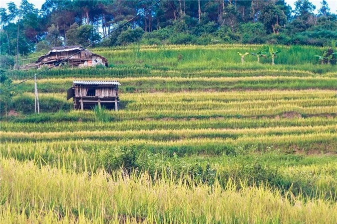 Ngỡ ngàng vẻ đẹp ruộng bậc thang Hoàng Su Phì mùa lúa chín - ảnh 1