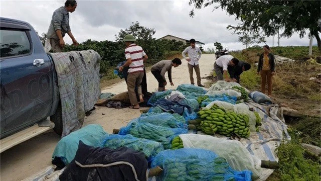 trong chuoi laba, nong dan lam dong thu lai son son nua ty/ha hinh anh 3