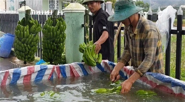 trong chuoi laba, nong dan lam dong thu lai son son nua ty/ha hinh anh 5