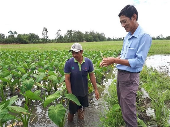 trong mon nhu cay lua, ngo lon nhu thoi, dem cong tinh tien hinh anh 2