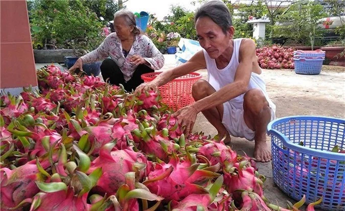 Trung Quốc quyết định đột ngột, vạn nông dân Việt khóc ròng