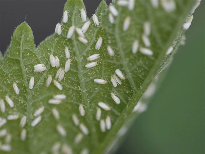 Một loài bọ cánh trắng trên cây trồng ở Mỹ. Nguồn: AFP