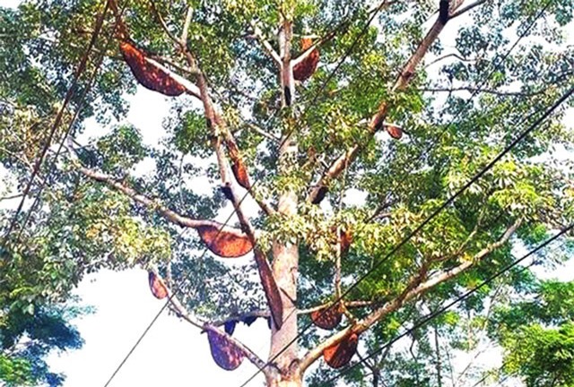 Kỳ lạ hơn 30 tổ ong mật trên cây gạo ở Nghệ An