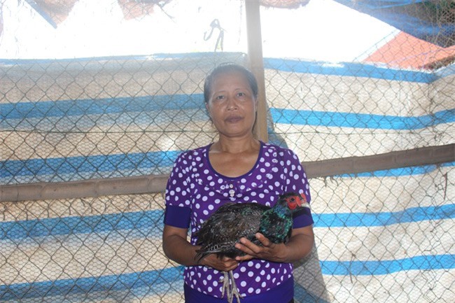 Nuôi chim trĩ xanh cho lãi ròng 30 triệu đồng/tháng