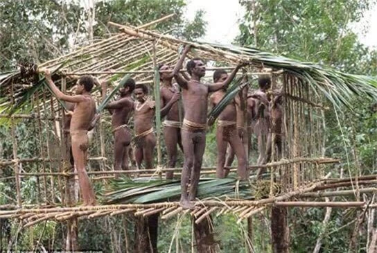 Những người đàn ông Korowai không hề có đồ bảo hiểm gì khi dựng nhà trên cây có độ cao 10 mét