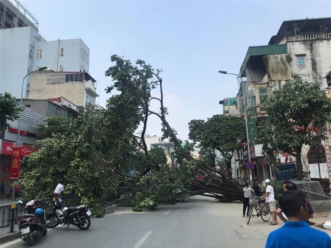 Hà Nội: Cây đa cổ thụ trước cổng đền bất ngờ bật gốc giữa trưa nắng
