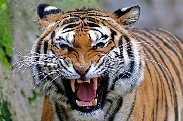 Câu chuyện rùng rợn về hổ cái ăn thịt người vùng Champawat