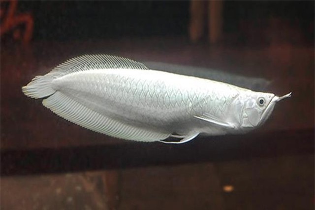 Vì sao cá rồng bạch kim có giá 9 tỷ đồng, đắt nhất thế giới?