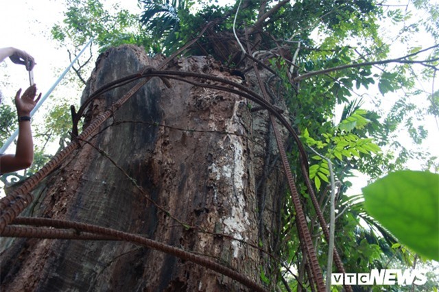 Cận cảnh cây sưa 100 tỷ đồng chuẩn bị được bán đấu giá ở Hà Nội