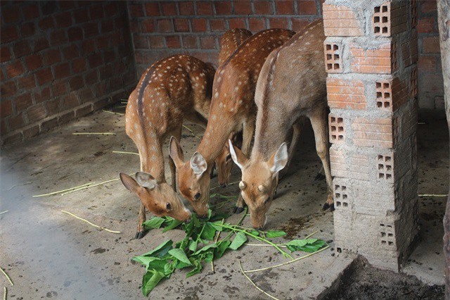 Trồng dâu nuôi con "nhát như cáy", 10 con 500 triệu còn chưa bán