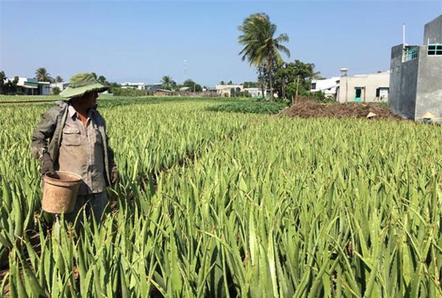 Làm giàu ở nông thôn: Dân ở đây đổi đời nhờ cây "ưa nắng, ngại mưa"