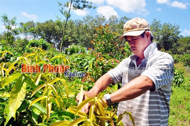 Bình Phước: Rau rừng thơm, ngon, bổ, rẻ mà bán trầy trật, ế ẩm