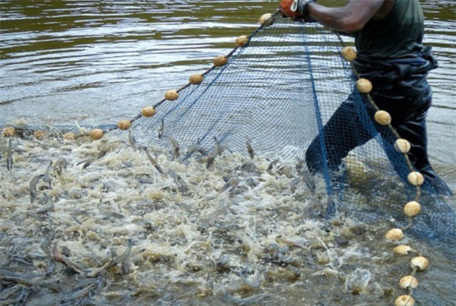 BẢN TINH TÀI CHÍNH-KINH DOANH: Tiềm ẩn rủi ro trong nuôi tôm thâm canh, nhiều ngân hàng ráo riết thoái vốn