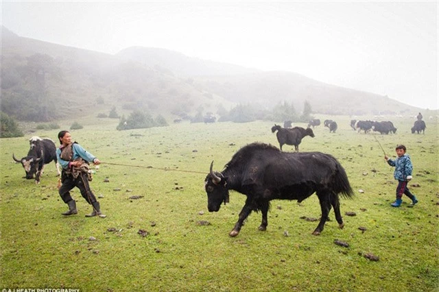 Bò yak là con vật quan trọng trong cuộc sống người Brokpa