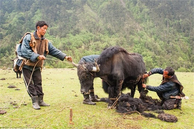 Người Brokpa xén lông bò theo mùa