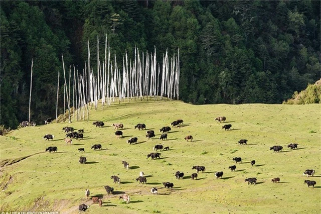 Bãi chăn thả gia súc