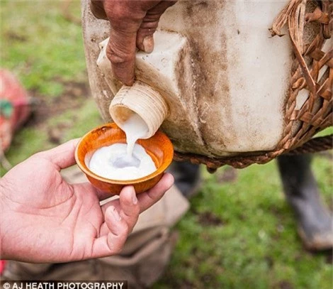 Sữa bò yak còn dùng để làm trà và bơ