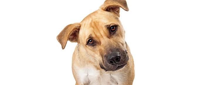 Tại sao chó nghiêng đầu khi bạn nói chuyện với nó?