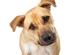 Tại sao chó nghiêng đầu khi bạn nói chuyện với nó?