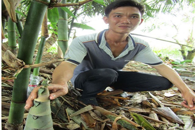 Thanh niên 9X thu lãi trăm triệu đồng từ tre điền trúc