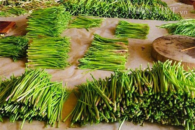 Bỏ đốt lò gạch thủ công, làm giàu bằng trồng “rau Hoàng Đế”