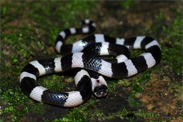 Bị rắn cạp nia vằn vện cắn, nam thanh niên hôn mê suýt chết