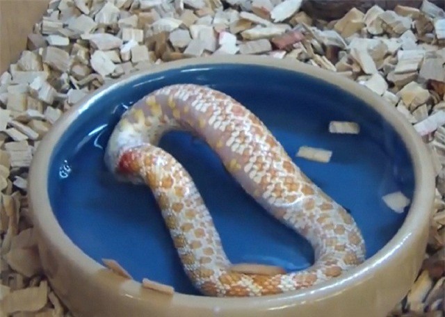 Clip: Kỳ dị con rắn ăn thịt chính mình 