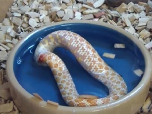 Clip: Kỳ dị con rắn ăn thịt chính mình