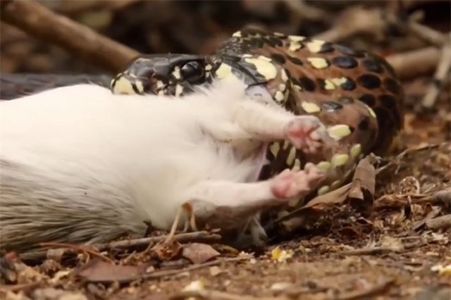 Clip: Miếng ăn đến miệng, rắn vẫn bị đàn khỉ "nẫng tay trên"