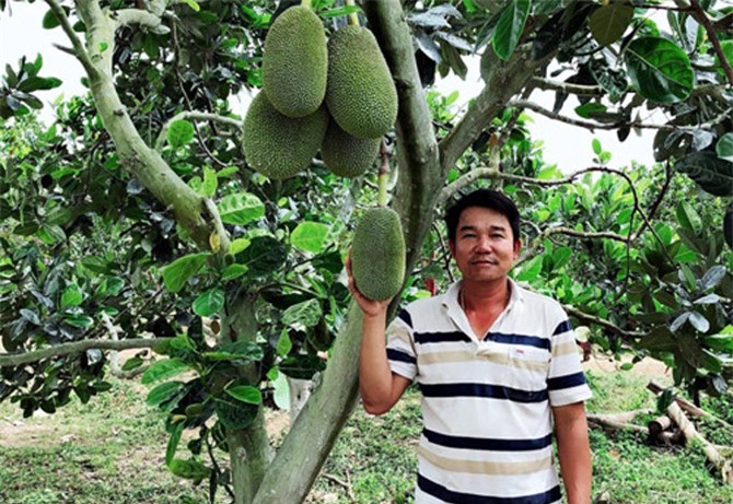 Trồng loài cây ra quả xanh lét, chín thơm điếc mũi, thu 6 tỷ/năm