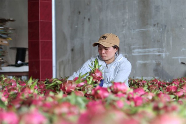 Hơn 100.000 tấn thanh long ế, Bình Thuận thiệt hại bao nhiêu?