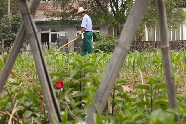 Ứng dụng bán rau của Trung Quốc có thể đạt giá 7 tỉ USD