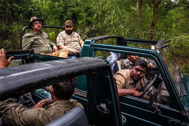 Chiến dịch dùng nước hoa vây bắt con hổ ăn thịt 13 người ở Ấn Độ