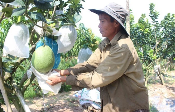 chuyen "la" o an giang: mang tui boc het trai cay, sau danh "bo tay" hinh anh 2