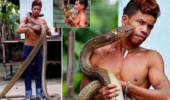 Luyện rắn hổ mang "nghe răm rắp" bằng tay không: Tưởng đùa hóa thật