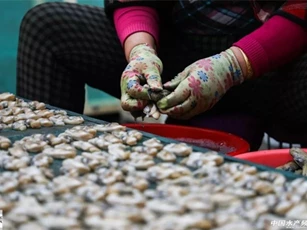 Ngồi lột vỏ thứ này mỗi ngày, đút túi ngay tiền triệu